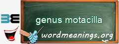 WordMeaning blackboard for genus motacilla